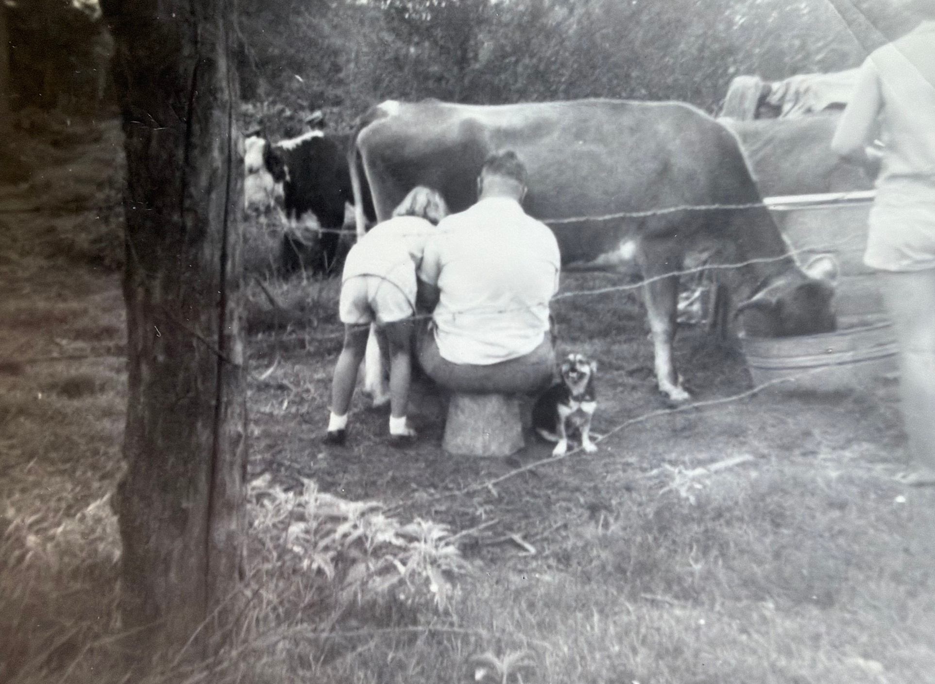 An old family photograph of a child and adults beside a cow at the farm.